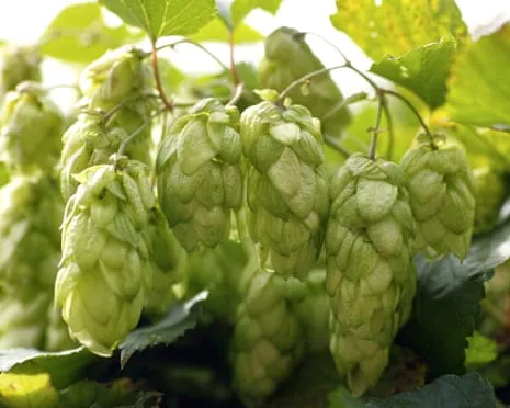 Create A Custom Brewing Corner: Nurturing Hops Turns Out Simple and Fulfilling